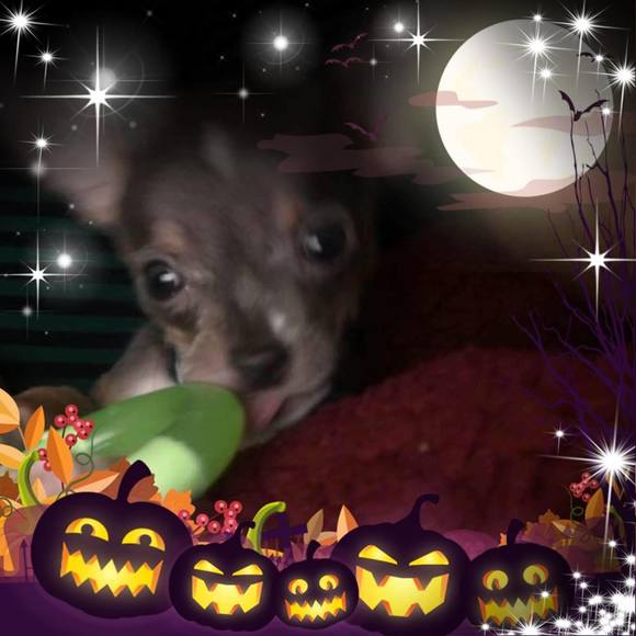 Meet your Posher, Ramona - Picture 1 of 1